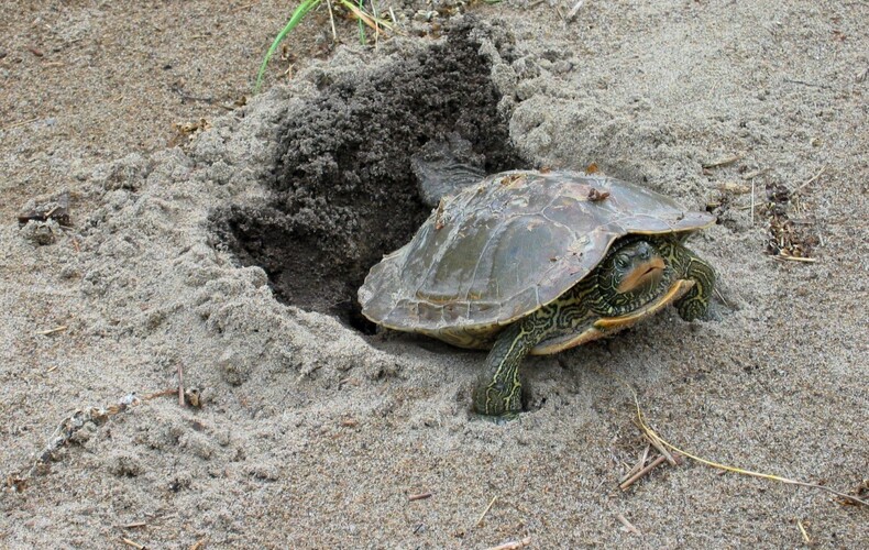 Saviez-vous que certaines activités nautiques peuvent représenter une menace pour les tortues d'eau douce du Québec?